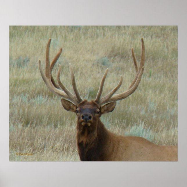 E10 Bull Elk in Velvet Head Shot Poster (Front)