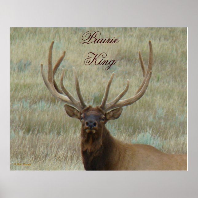 E10 Bull Elk in Velvet Head Shot Poster (Front)
