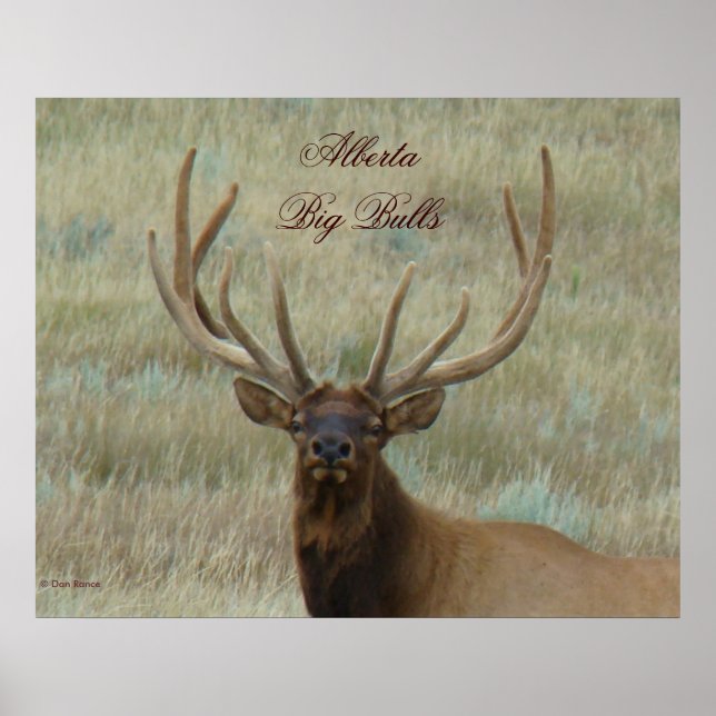 E10 Bull Elk in Velvet Poster (Front)