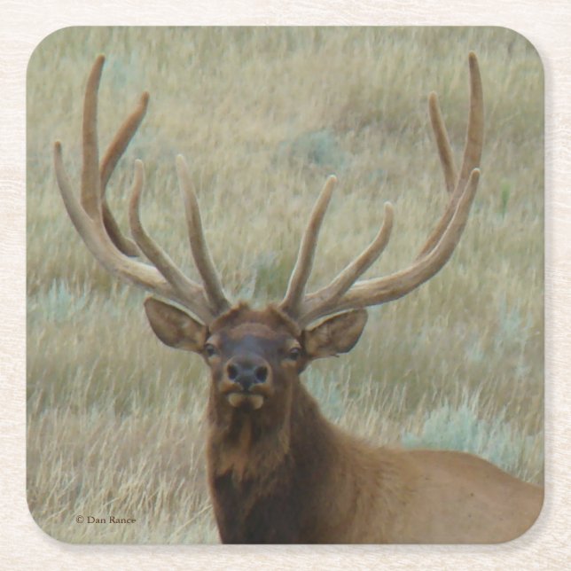 E10 Bull Elk in Velvet Square Paper Coaster (Front)