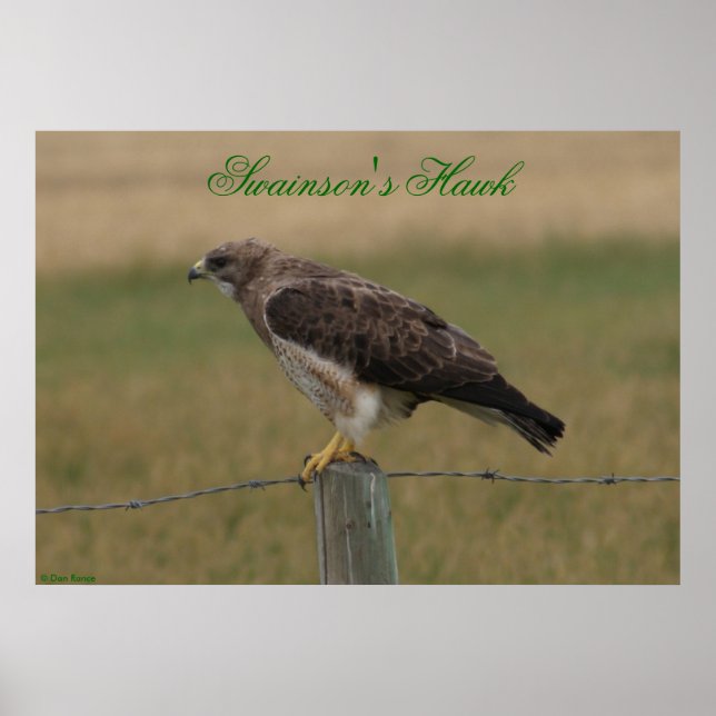 E10 Swainson's Hawk Poster (Front)