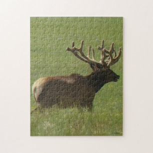 E12 Bull Elk 1 Bull or 2 ? Jigsaw Puzzle