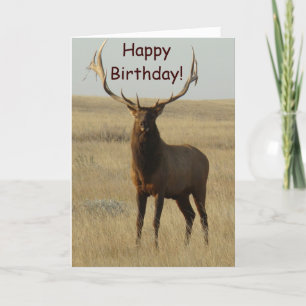 E13 Bull Elk Grass in Horns Card