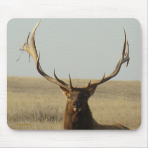 E13 Bull Elk Grass in Horns Head Shot Mouse Mat