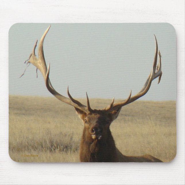 E13 Bull Elk Grass in Horns Head Shot Mouse Mat (Front)
