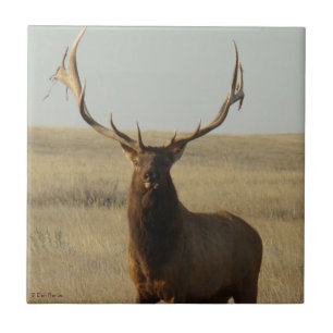 E13 Bull Elk Grass in Horns Tile