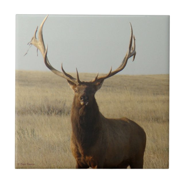 E13 Bull Elk Grass in Horns Tile (Front)