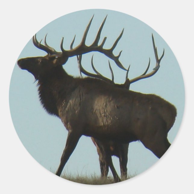E14 Bull Elk Silhouette Classic Round Sticker (Front)