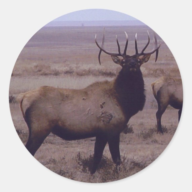 E19 Bull Elk Double Drop Tines Classic Round Sticker (Front)
