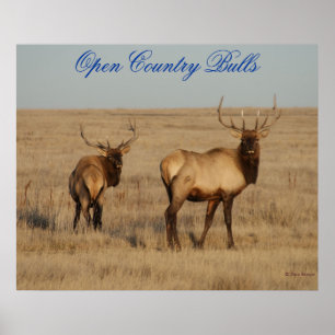 E1 Bull Elk Open Country Bulls Poster