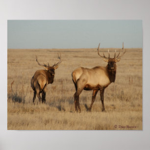 E1 Bull Elk Young Bulls Poster
