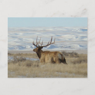 E22 Bull Elk and Snowy Hills Postcard
