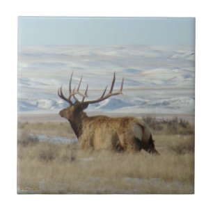 E22 Bull Elk and Snowy Hills Tile