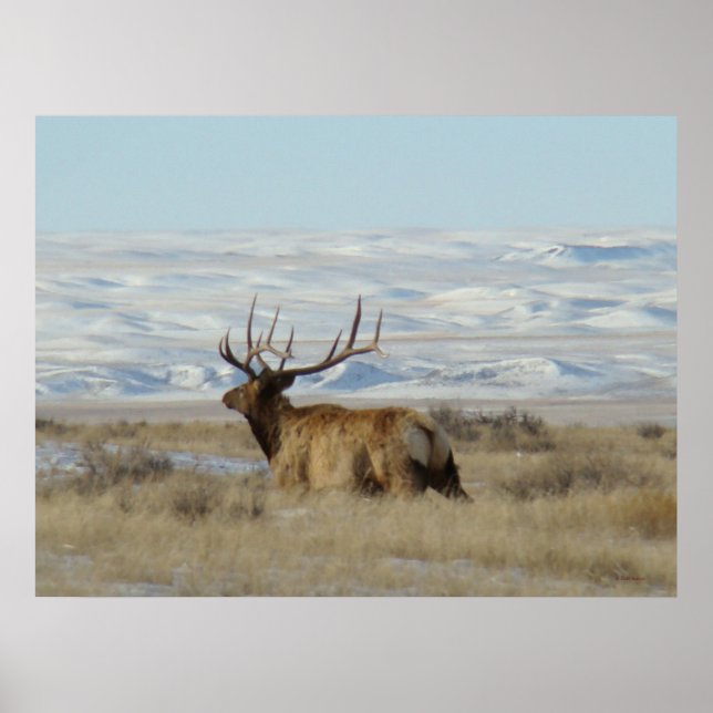 E22 Bull Elk Snowy Hills Poster (Front)