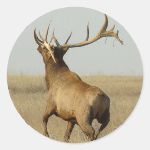 E23 Bull Elk Grass in Horns Classic Round Sticker