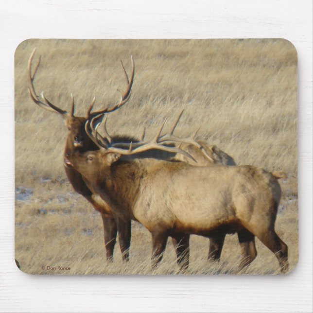 E24 Bull Elk Mouse Mat (Front)