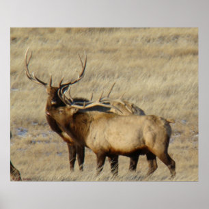 E24 Bull Elk Poster