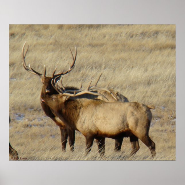 E24 Bull Elk Poster (Front)
