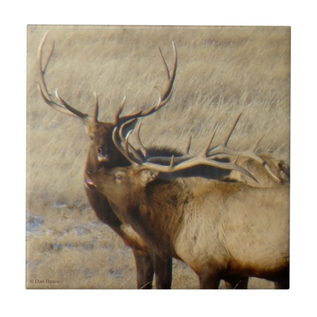 E24 Bull Elk Tile (Front)