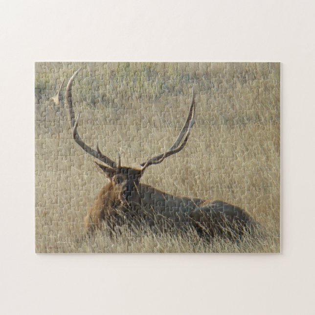 E25 Bull Elk Laying in the Grass Jigsaw Puzzle (Horizontal)