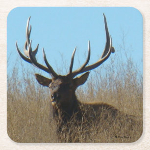 E26 Bull Elk Laying in the Weed Square Paper Coaster