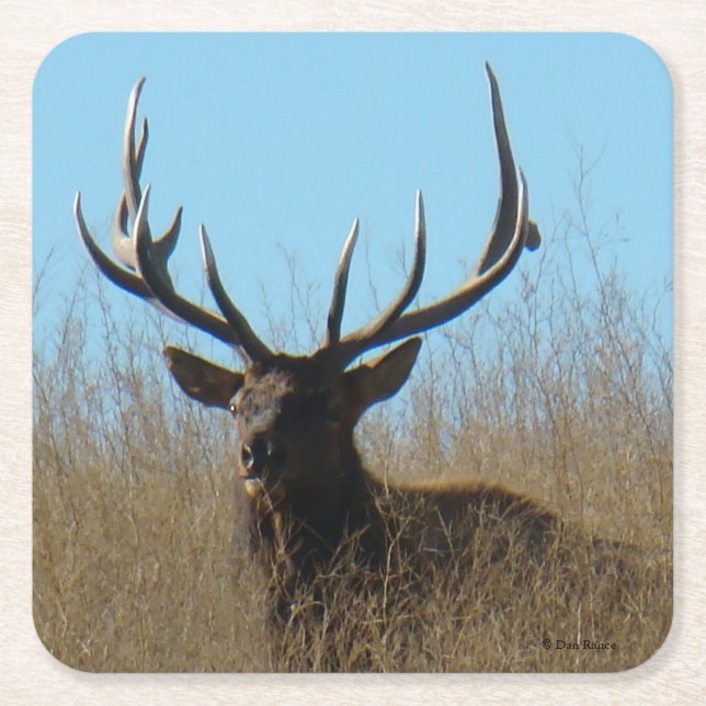 E26 Bull Elk Laying in the Weed Square Paper Coaster (Front)