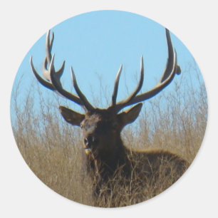 E26 Bull Elk Laying in the Weeds Classic Round Sticker