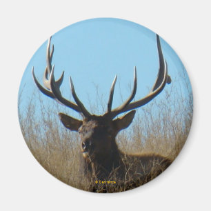 E26 Bull Elk Laying in the Weeds Magnet