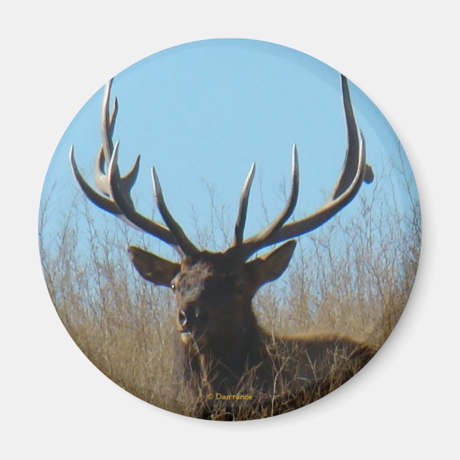 E26 Bull Elk Laying in the Weeds Magnet (Front)