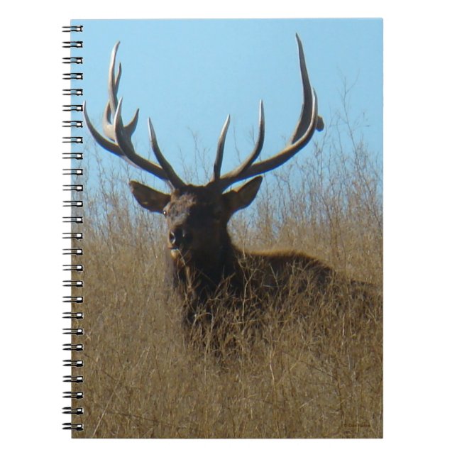 E26 Bull Elk Laying in the Weeds Notebook (Front)