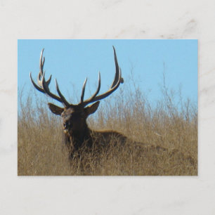 E26 Bull Elk Laying in the Weeds Postcard