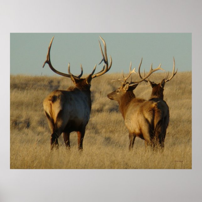 E28 Bull Elk Poster (Front)