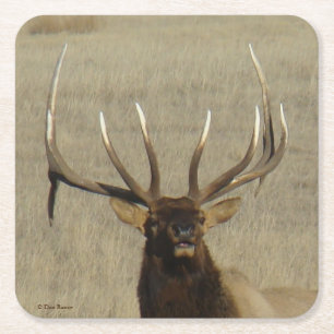 E29 Bull Elk Head Shot Square Paper Coaster