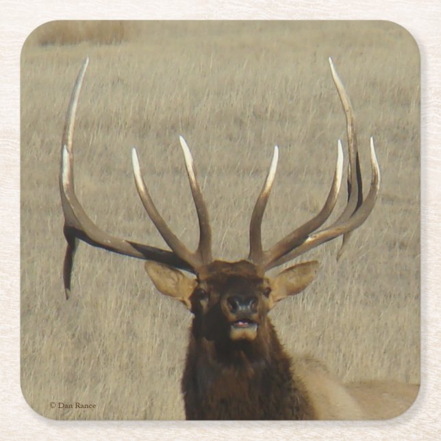 E29 Bull Elk Head Shot Square Paper Coaster (Front)