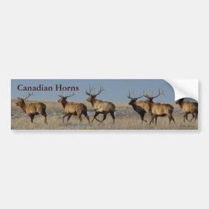 E2 Bull Elk Running Bumper Sticker