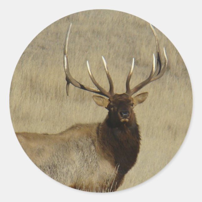 E30 Bull Elk Big Bull Classic Round Sticker (Front)