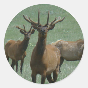 E33 Bull Elk in Velvet Classic Round Sticker