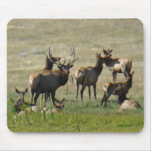 E36 Bull Elk and Cows Mouse Mat