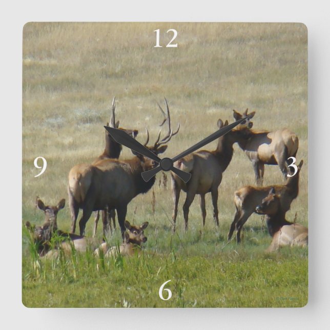 E36 Elk Herd at Water Hole Square Wall Clock (Front)