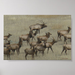 E37 Bull Elk with Cows Poster