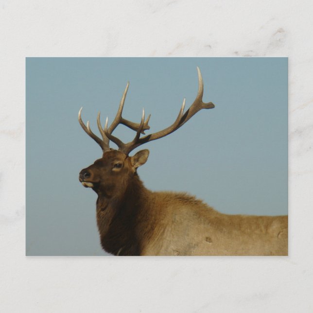 E42 Bull Elk Postcard (Front)