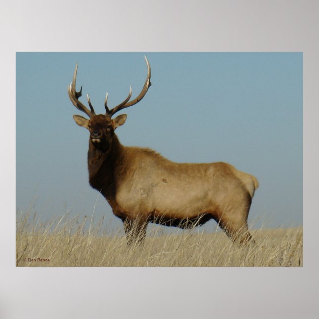 E43 Young Bull Elk Poster (Front)