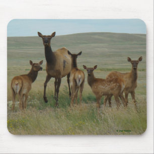 E44 Cow Elk and Calves Mouse Mat