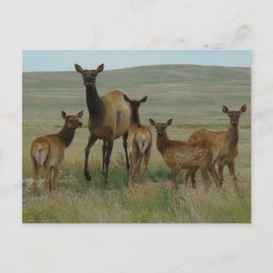 E44 Cow Elk and Calves Postcard