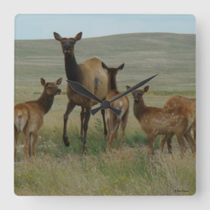 E44 Cow Elk and Calves Square Wall Clock