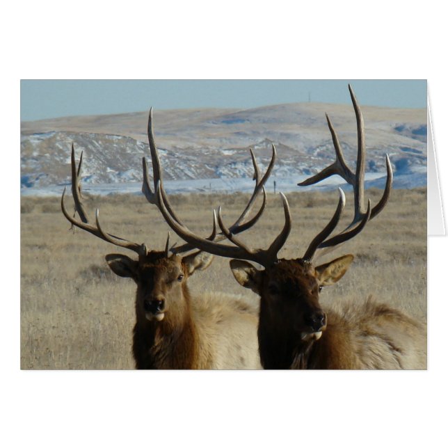 E45 Bull Elk Heads (Front Horizontal)