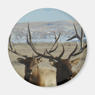 E45 Bull Elk Heads Magnet