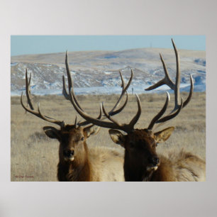 E45 Bull Elk Heads Poster