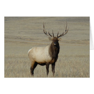 E46 Bull Elk Big Bull