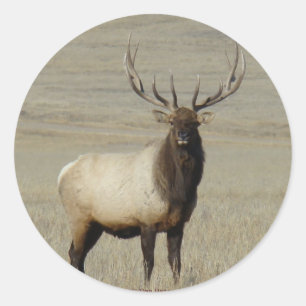 E46 Bull Elk Big Bull Classic Round Sticker